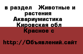  в раздел : Животные и растения » Аквариумистика . Кировская обл.,Красное с.